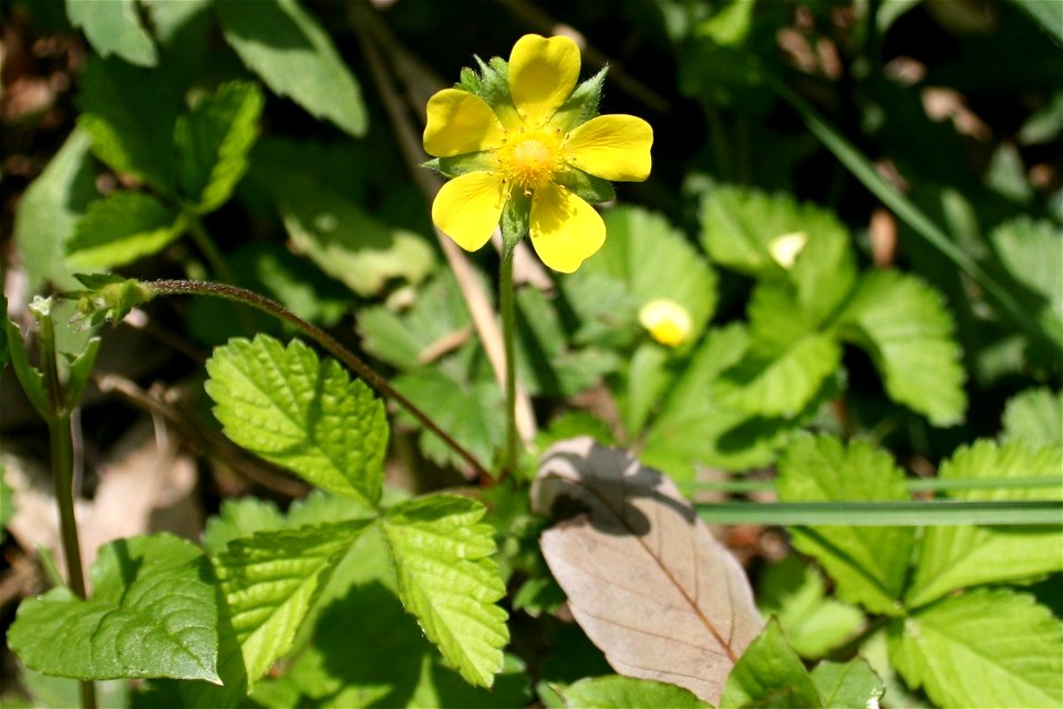 Mock strawberry　(Potentilla indica) in Mount Ikeda, Ibigawa, Gifu pref., Japan.