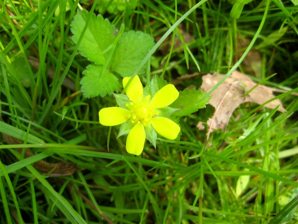 Flower of Potentilla indica (Mock strawberry). Taken in Somerset, NJ.