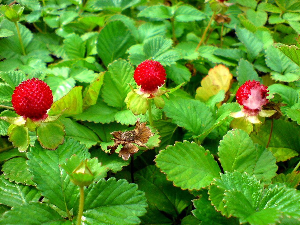 Potentilla indica (Scheinerdbeere) - Botanischer Garten Leipzig