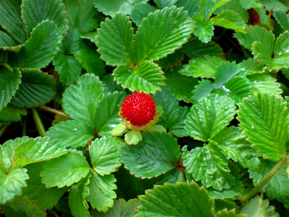 Potentilla indica (Scheinerdbeere) - Botanischer Garten Leipzig
