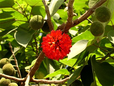 Broussonetia papyrifera-fruits photo