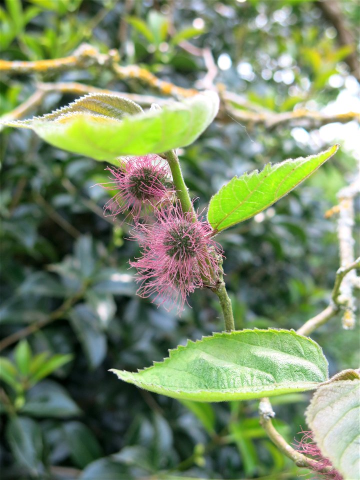 Broussonetia papyrifera in the plants garden in Avranches (Manche, France). Identify by botanic label.