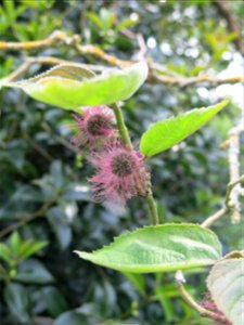 Broussonetia papyrifera in the plants garden in Avranches (Manche, France). Identify by botanic label. photo