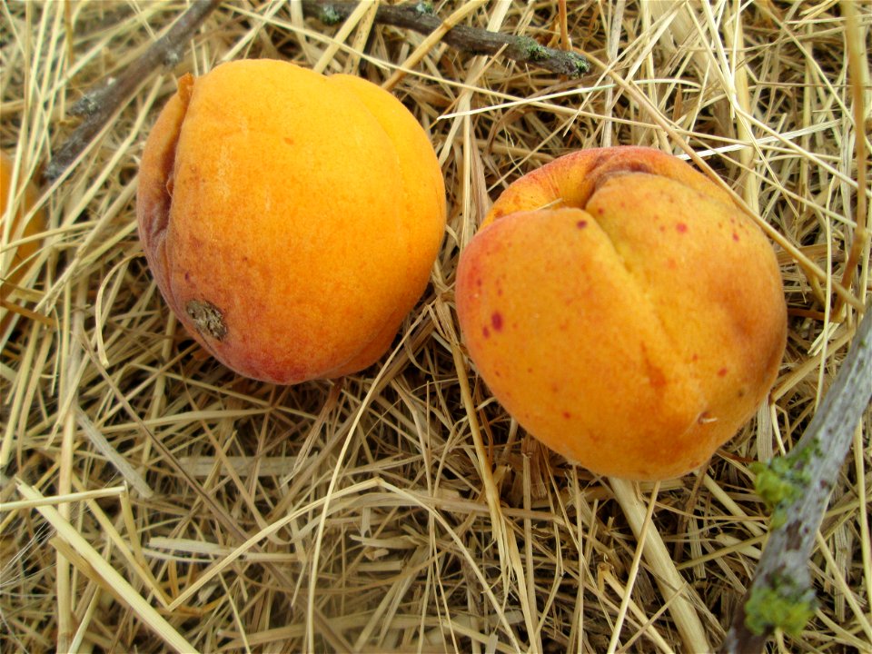Fallobst der Aprikose (Prunus armeniaca) auf einer ehemaligen Streuobstwiese in Hockenheim