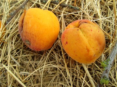 Fallobst der Aprikose (Prunus armeniaca) auf einer ehemaligen Streuobstwiese in Hockenheim