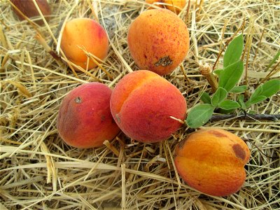 Fallobst der Aprikose (Prunus armeniaca) auf einer ehemaligen Streuobstwiese in Hockenheim