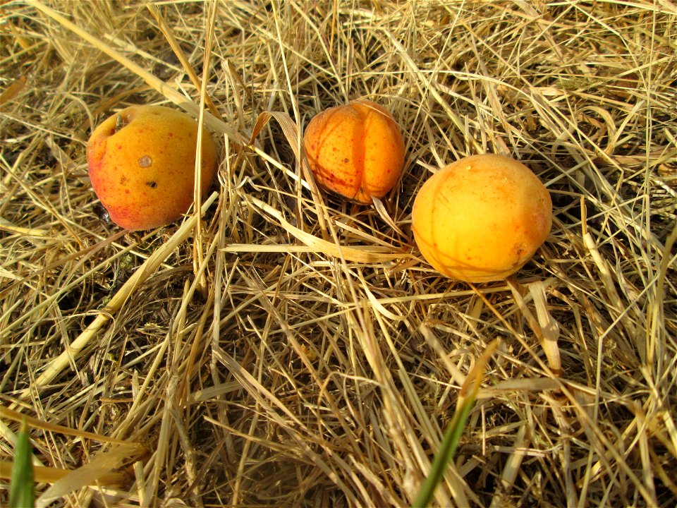 Fallobst der Aprikose (Prunus armeniaca) auf einer ehemaligen Streuobstwiese in Hockenheim