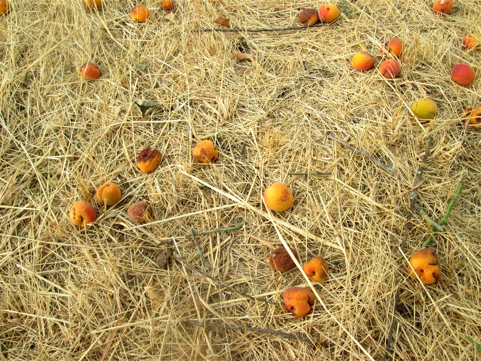 Fallobst der Aprikose (Prunus armeniaca) auf einer ehemaligen Streuobstwiese in Hockenheim