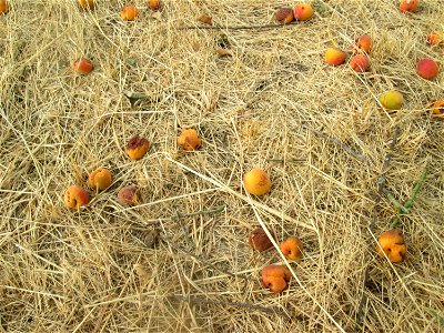 Fallobst der Aprikose (Prunus armeniaca) auf einer ehemaligen Streuobstwiese in Hockenheim