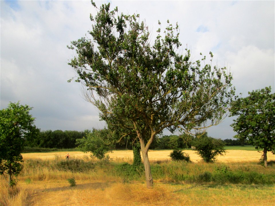 Aprikose (Prunus armeniaca) auf einer ehemaligen Streuobstwiese in Hockenheim