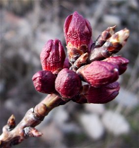 Buds of Prunus armeniaca cultivar Luizet, Castelltallat, Catalonia