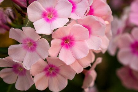 Close up pink bloom