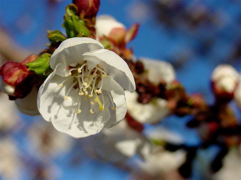 Flower on an apricot tree outside my house