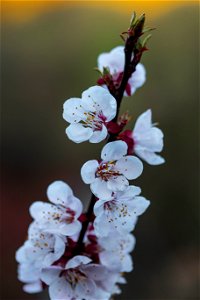 Marillenblüten Deutsch: apricot blooms photo