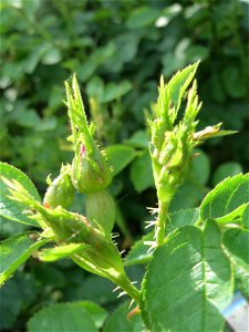 Wein-Rose (Rosa rubiginosa) bei Hockenheim