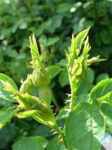 Wein-Rose (Rosa rubiginosa) bei Hockenheim photo