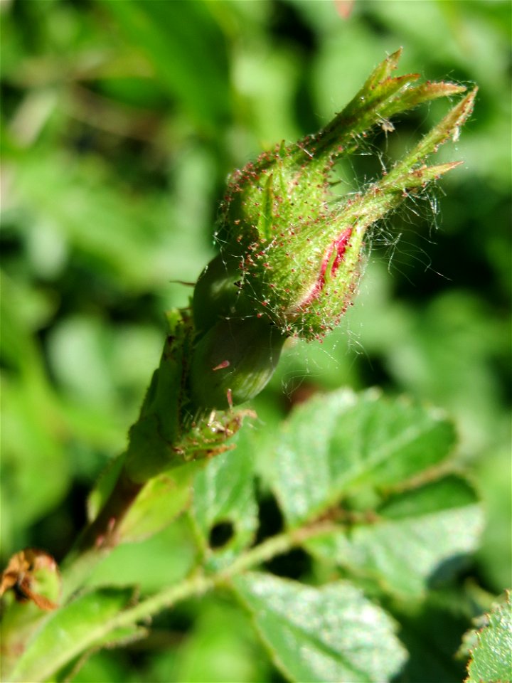 Wein-Rose (Rosa rubiginosa) bei Hockenheim