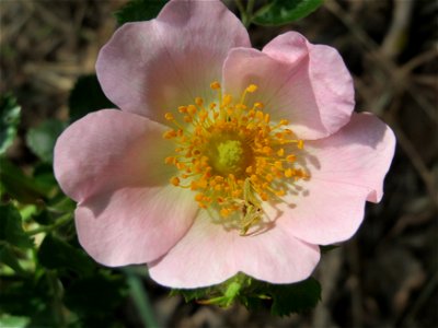 Wein-Rose (Rosa rubiginosa) bei Hockenheim