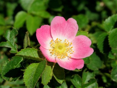 Wein-Rose (Rosa rubiginosa) bei Hockenheim photo