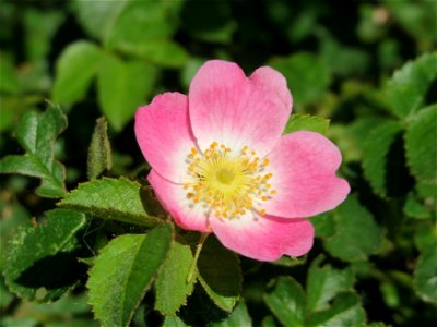 Wein-Rose (Rosa rubiginosa) bei Hockenheim