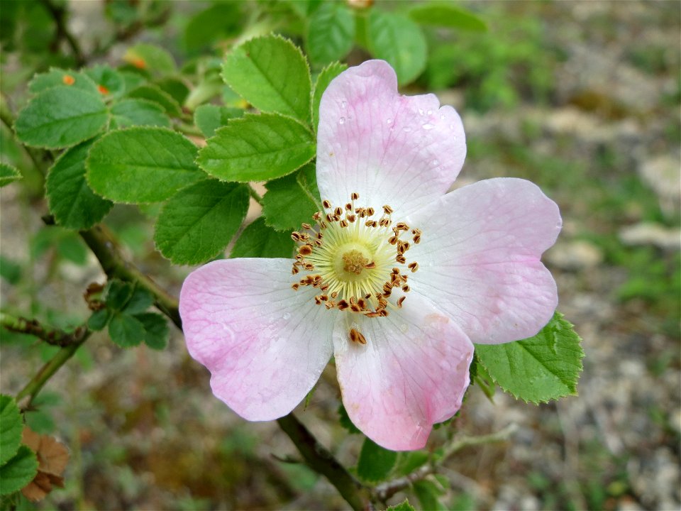 Wein-Rose (Rosa rubiginosa) im Naturschutzgebiet Birzberg