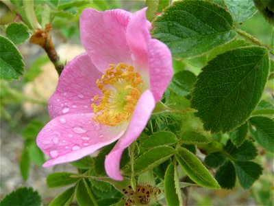 Wein-Rose (Rosa rubiginosa) im Naturschutzgebiet Birzberg photo