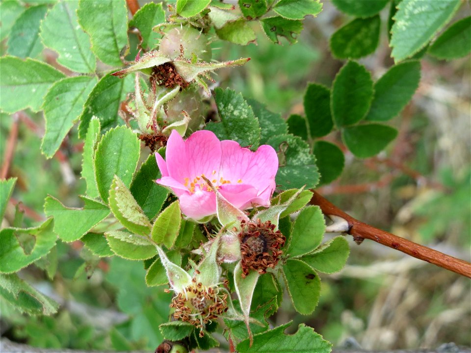 Wein-Rose (Rosa rubiginosa) im Naturschutzgebiet Gewann Frankreich-Wiesental