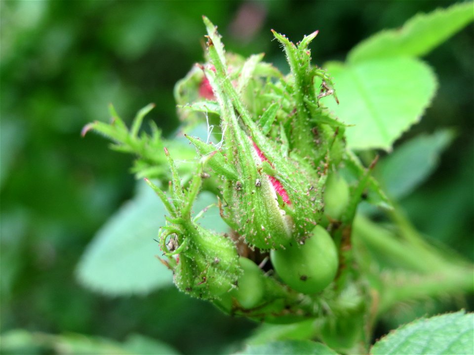Wein-Rose (Rosa rubiginosa) bei Hockenheim