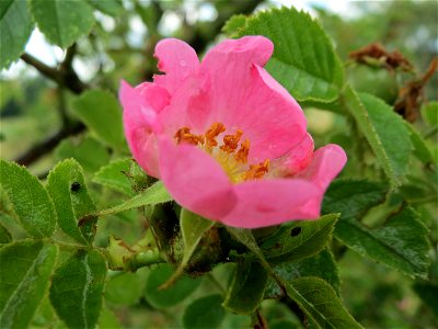 Wein-Rose (Rosa rubiginosa) im Naturschutzgebiet Gewann Frankreich-Wiesental
