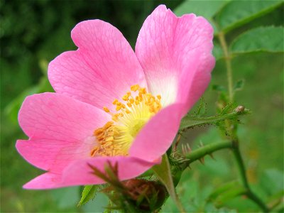 Wein-Rose (Rosa rubiginosa) bei Hockenheim