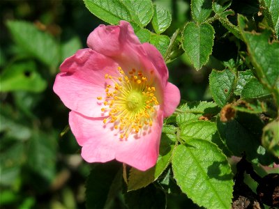 Wein-Rose (Rosa rubiginosa) im Landschaftsschutzgebiet Hockenheimer Rheinbogen