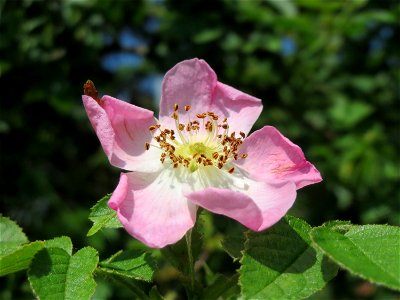 Wein-Rose (Rosa rubiginosa) im Landschaftsschutzgebiet Hockenheimer Rheinbogen photo