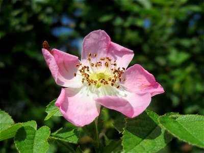 Wein-Rose (Rosa rubiginosa) im Landschaftsschutzgebiet Hockenheimer Rheinbogen