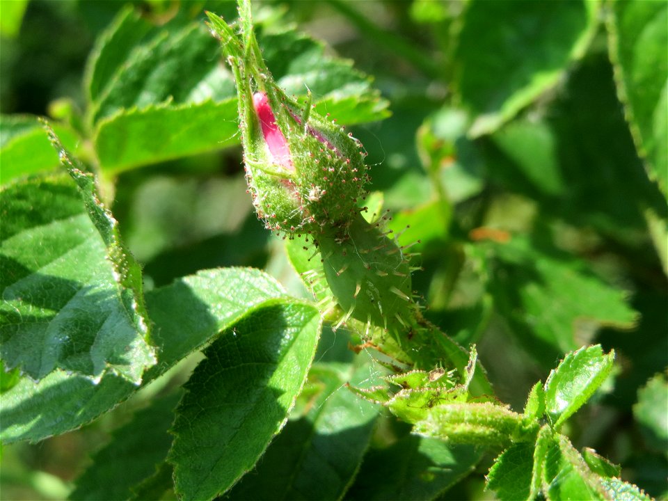 Wein-Rose (Rosa rubiginosa) im Landschaftsschutzgebiet Hockenheimer Rheinbogen
