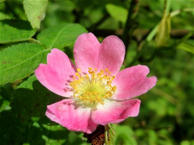 Wein-Rose (Rosa rubiginosa) in Saarbrücken