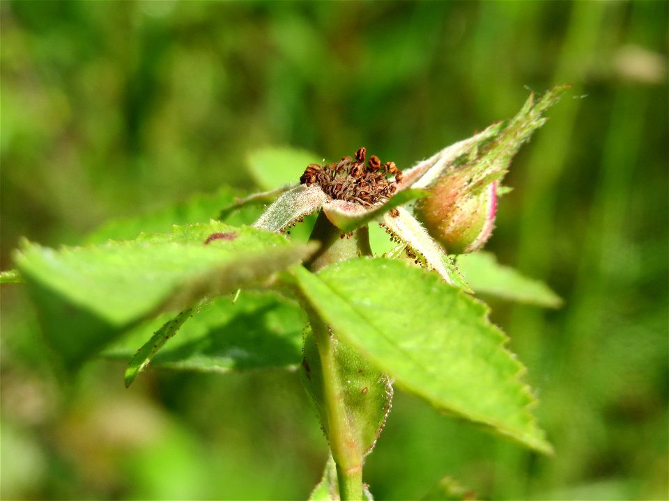 Wein-Rose (Rosa rubiginosa) in Saarbrücken