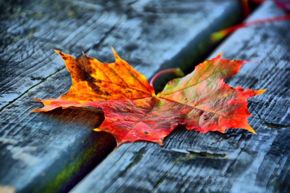 Wood autumn yellow