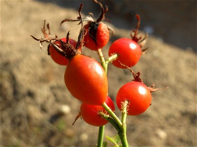 Hagebutten der Wein-Rose (Rosa rubiginosa) in Hockenheim - im Unterschied zur häufigeren Hundsrose sind die Stiele drüsig behaart