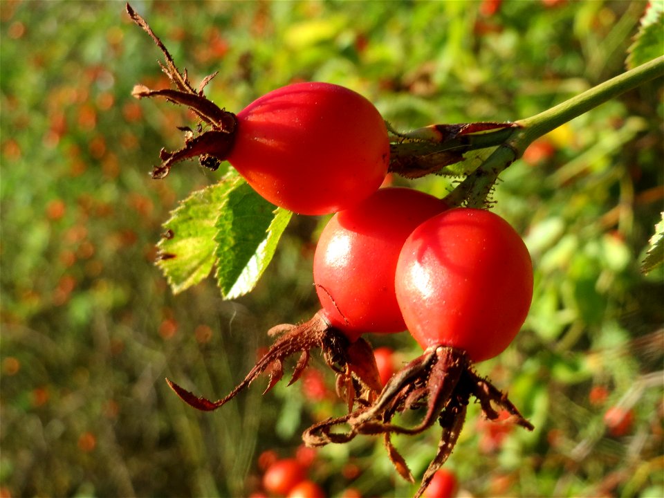 Hagebutten der Wein-Rose (Rosa rubiginosa) in Hockenheim - im Unterschied zur häufigeren Hundsrose sind die Stiele drüsig behaart