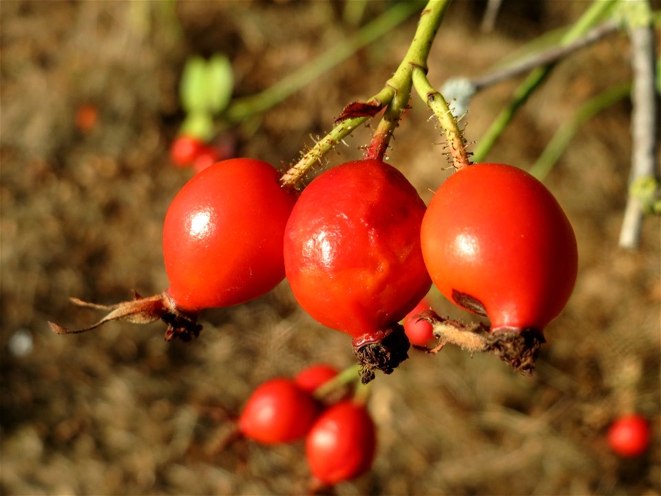 Hagebutten der Wein-Rose (Rosa rubiginosa) in Hockenheim - im Unterschied zur häufigeren Hundsrose sind die Stiele drüsig behaart