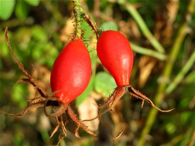 Hagebutten der Wein-Rose (Rosa rubiginosa) in Hockenheim - im Unterschied zur häufigeren Hundsrose sind die Stiele und Hagebutten drüsig behaart bzw. erscheinen dornig