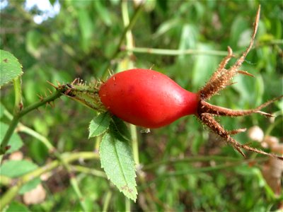 Hagebutten der Wein-Rose (Rosa rubiginosa) in Hockenheim - im Unterschied zur häufigeren Hundsrose sind die Stiele und Hagebutten drüsig behaart bzw. erscheinen dornig