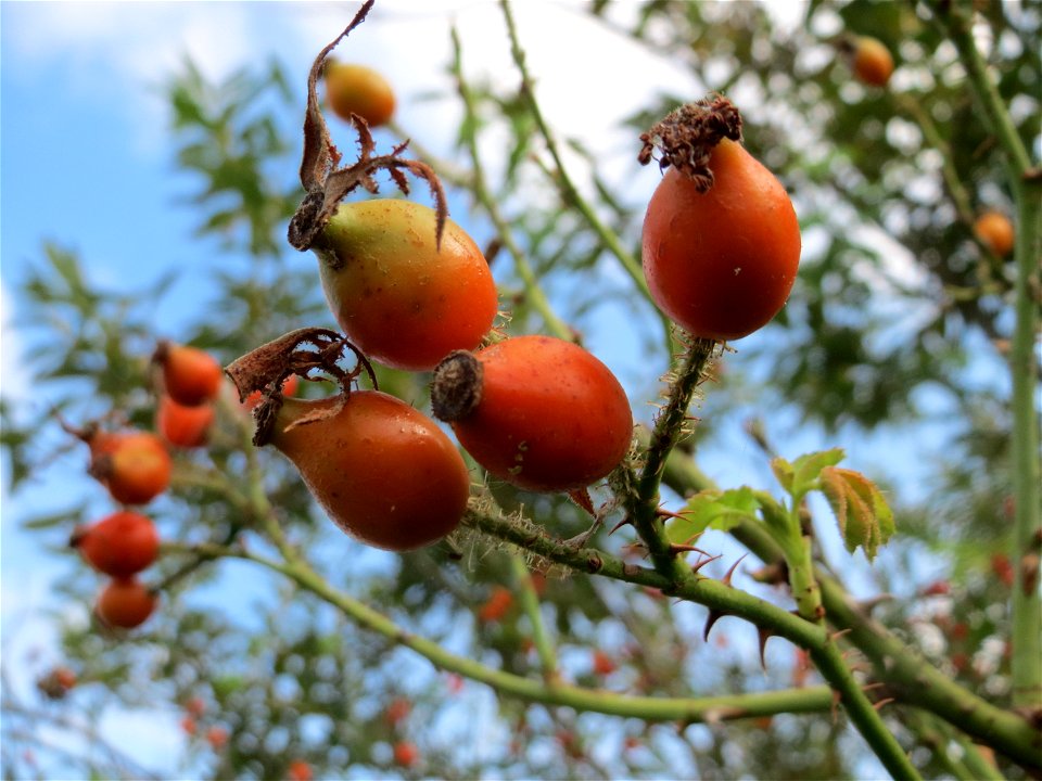 Wein-Rose (Rosa rubiginosa) im Hockenheimer Rheinbogen - deutlich zu erkennen an der drüsigen Behaarung der Stiele und Hagebutten