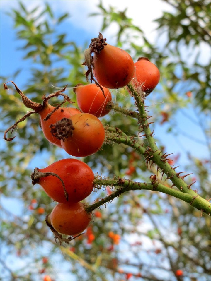 Wein-Rose (Rosa rubiginosa) im Hockenheimer Rheinbogen - deutlich zu erkennen an der drüsigen Behaarung der Stiele und Hagebutten