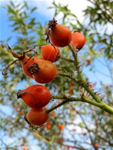 Wein-Rose (Rosa rubiginosa) im Hockenheimer Rheinbogen - deutlich zu erkennen an der drüsigen Behaarung der Stiele und Hagebutten