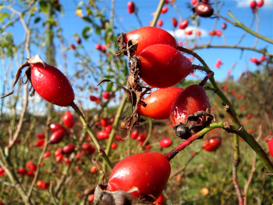Hagebutten der Wein-Rose (Rosa rubiginosa) bei Neulußheim (Gemarkung Altlußheim) - im Unterschied zur häufigeren Hundsrose sind die Stiele und Früchte drüsig behaart