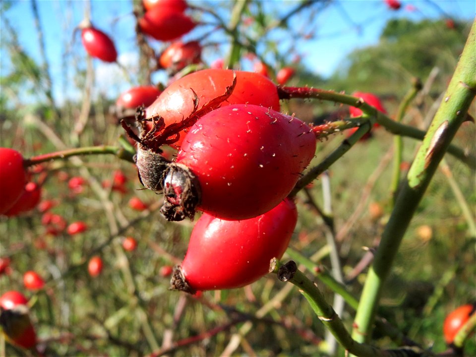 Hagebutten der Wein-Rose (Rosa rubiginosa) bei Neulußheim (Gemarkung Altlußheim) - im Unterschied zur häufigeren Hundsrose sind die Stiele und Früchte drüsig behaart