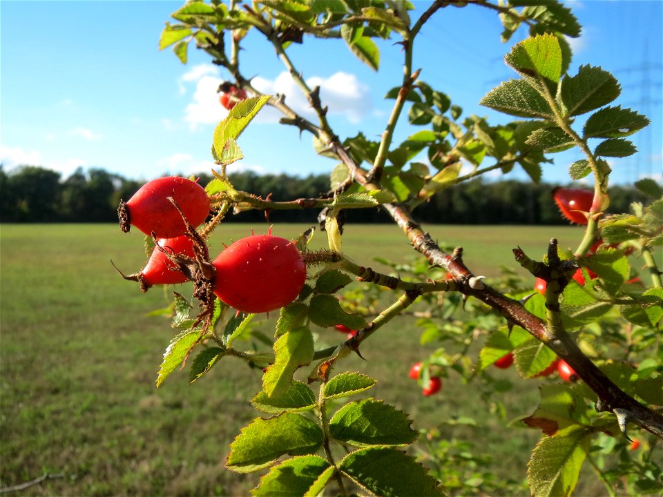 Wein-Rose (Rosa rubiginosa) im Naturschutzgebiet Gewann Frankreich-Wiesental - im Unterschied zur häufigeren Hundsrose sind die Stiele und Früchte drüsig behaart