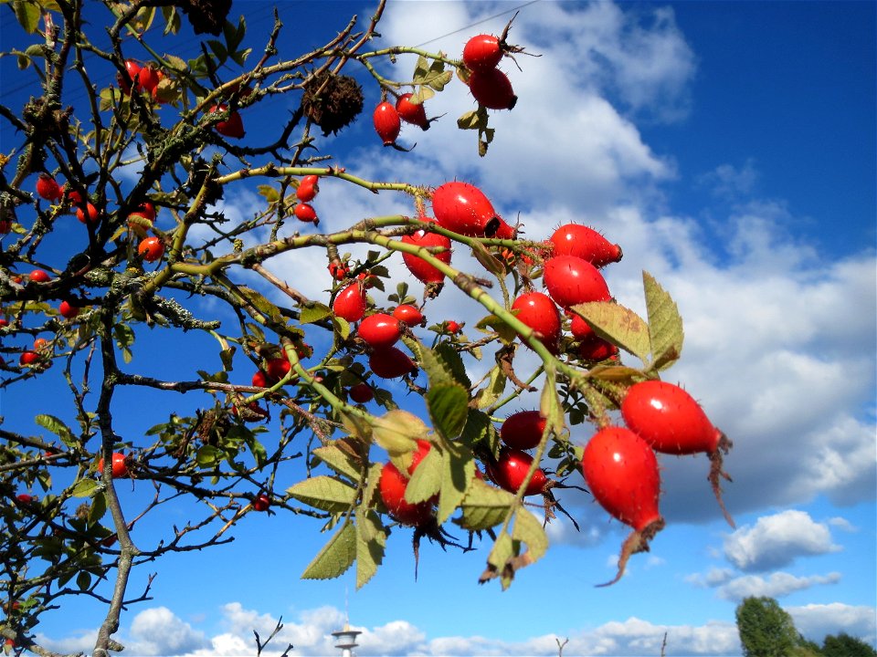 Wein-Rose (Rosa rubiginosa) im Naturschutzgebiet Gewann Frankreich-Wiesental - im Unterschied zur häufigeren Hundsrose sind die Stiele und Früchte drüsig behaart