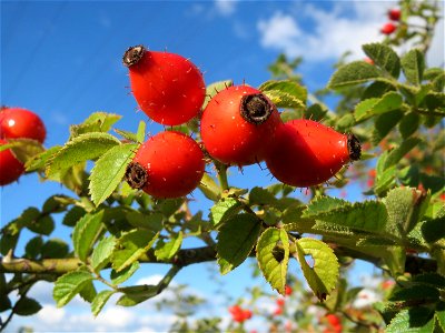 Wein-Rose (Rosa rubiginosa) im Naturschutzgebiet Gewann Frankreich-Wiesental - im Unterschied zur häufigeren Hundsrose sind die Stiele und Früchte drüsig behaart